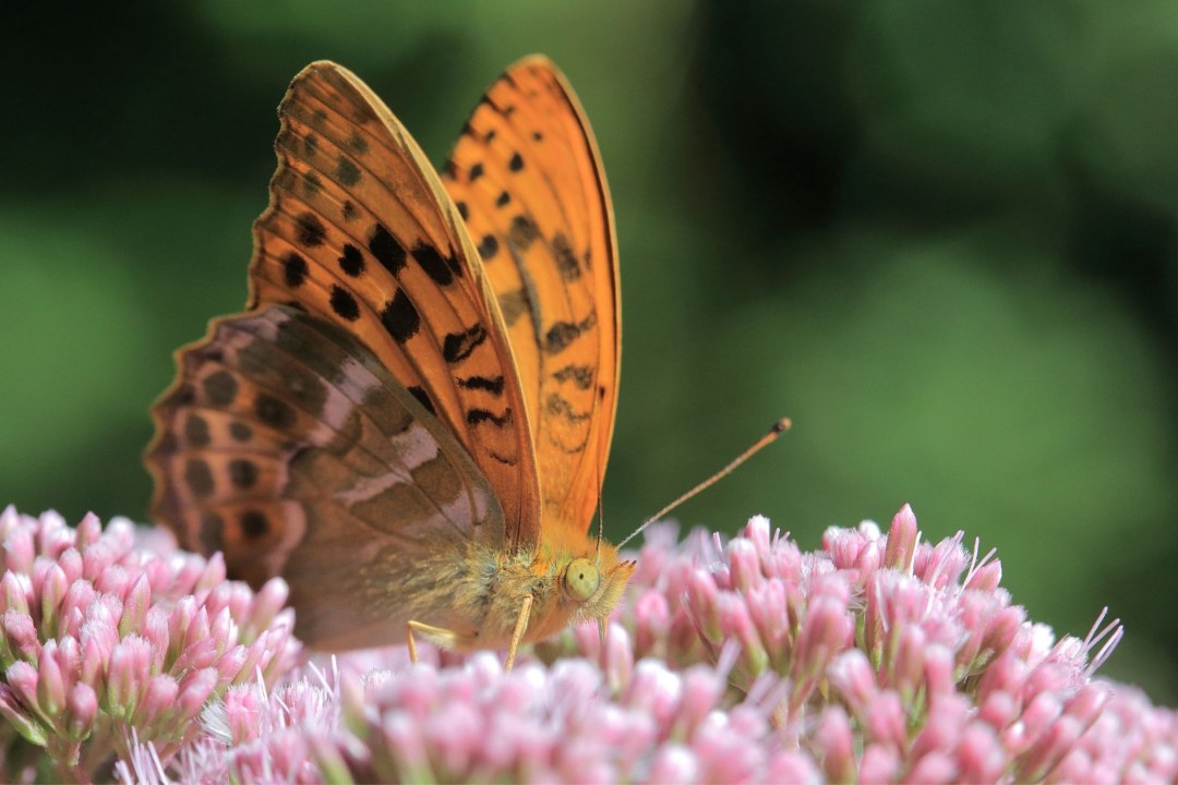 Kaisermantel | © Masur Stefan