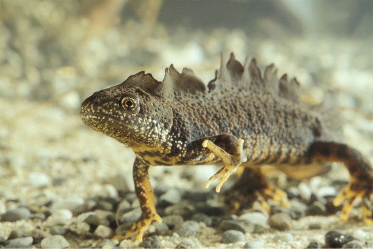 Kammmolch von vorne unter Wasser, streckt vorderes linkes Bein zur Seite | © Thomas Stephan
