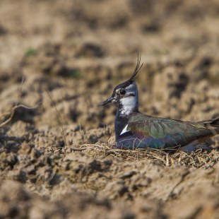 Kiebitz auf einem Acker | © Andreas Hartl