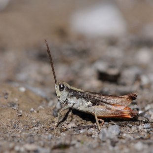 Kiesbankgrashüpfer | © Dr. Eberhard Pfeuffer