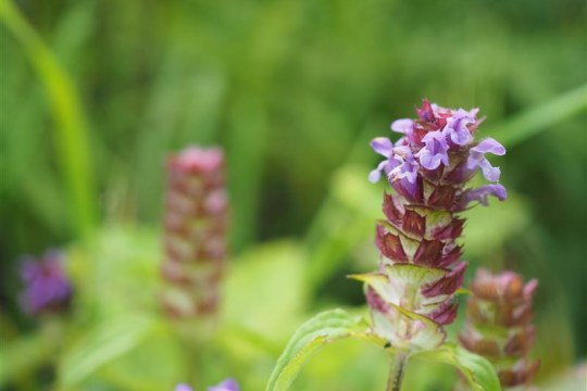 Kleine Braunelle | © Franziska Wenger