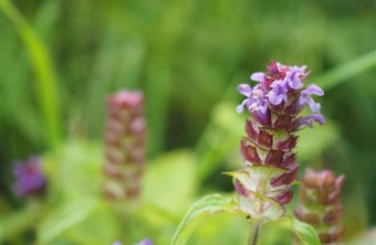 Kleine Braunelle | © Franziska Wenger