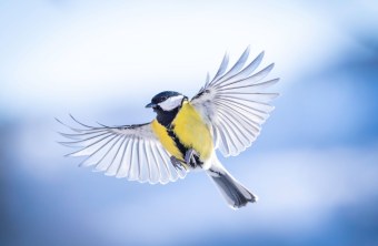 Kohlmeise | © Christian Schöttner