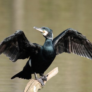 Kormoran mit ausgebreiteten Flügeln | © Heinz Tuschl