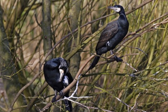 Zwei Kormorane im Geäst | © Marcus Bosch