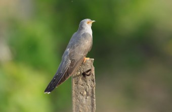 Kuckuck auf Ansitz | © Heinz Tuschl