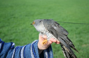 Kuckuck mit Sender des LBV-Forschungsprojekts | © LBV