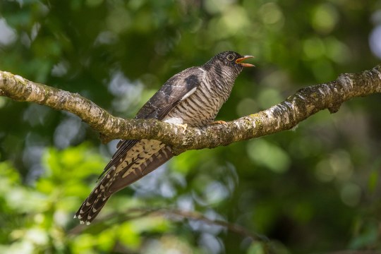 Kuckuck auf einem Baum | © Andreas Hartl