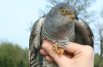 Beringter Kuckuck | © LBV