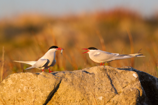 Küstenseeschwalben Paar auf einem Stein, einander zugewandt | © Rosl Roessner