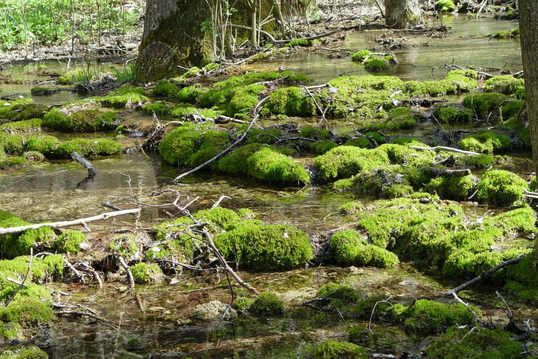 Märzenbecher im LBV-Schutzgebiet Kalktuffquellen | © Julia Römheld