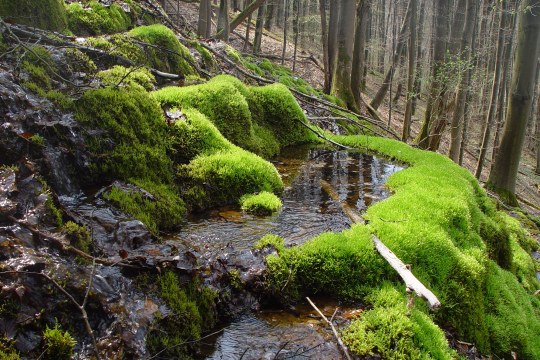 LBV-Schutzgebiet Kalktuffquellen | © Julia Römheld