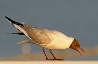 Porträtaufnahme einer Lachmöwe | © Hans Clausen