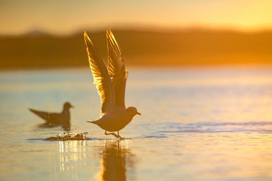 Eine Lachmöwe landet im Sonnenuntergang auf dem Wasser. | © Dr. Olaf Broders