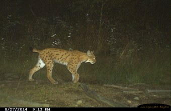 Luchs Leo am Kaitersberg | ©LBV