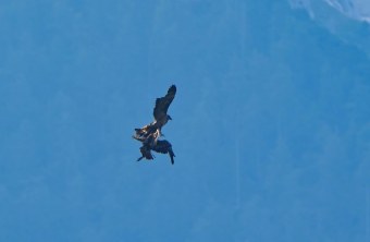 Luisa weicht Steinadlerangriff aus am 13.08.25 | © Christian Steiger