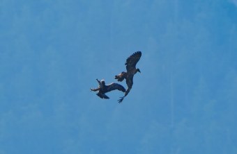 Luisa weicht Steinadlerangriff aus am 13.08.25 | © Christian Steiger