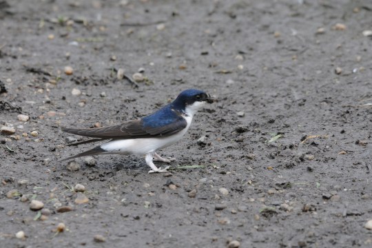 Mehlschwalbe auf schlammigem Boden | © H. u. H. Zinnecker