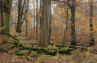Spenden für den Naturschutz in Bayern - LBV - Gemeinsam Bayerns Natur  schützen