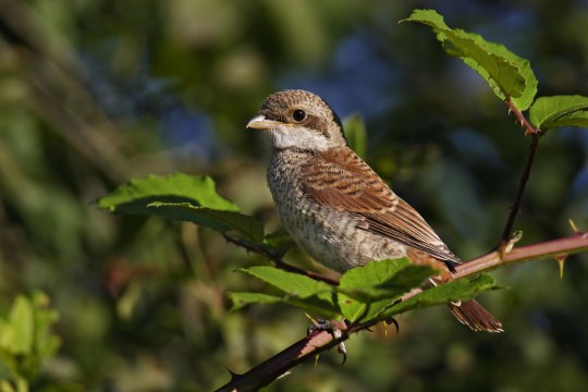 Neuntöter-Jungvogel auf einem Ast | © Marcus Bosch