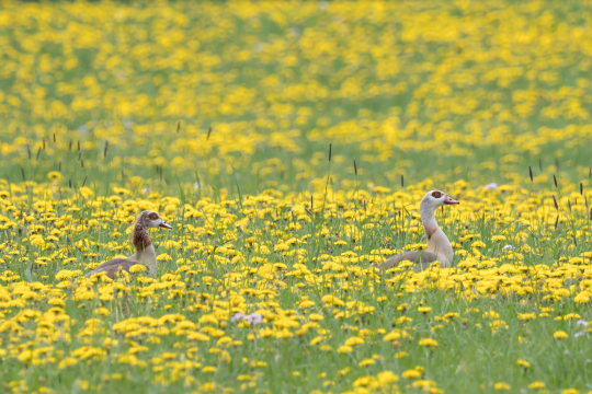 Zwei Nilgänse auf blühender Löwenzahn-Blumenwiese | © Oliver Wittig