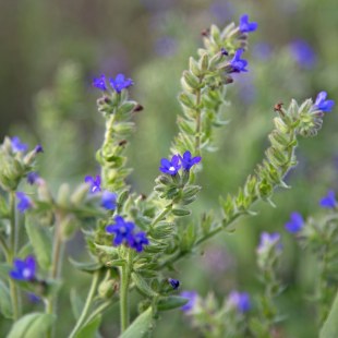 Ochsenzunge | © Carola Bria