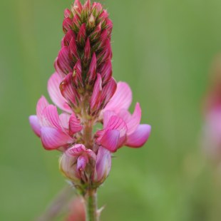 Onobrychis viciifolia. Futter-Esparsette | ©  Dr. Eberhard Pfeuffer