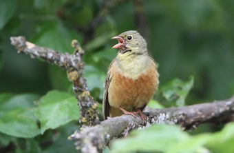 Ortolan sitzt singend auf einem stärkeren Ast | © H.-J. Fünfstück