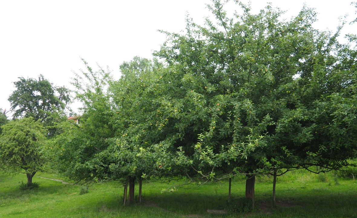 Streuobstwiese | © Markus Erlwein