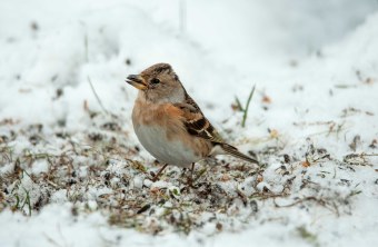 Bergfink | ©Wolfgang Wintzer