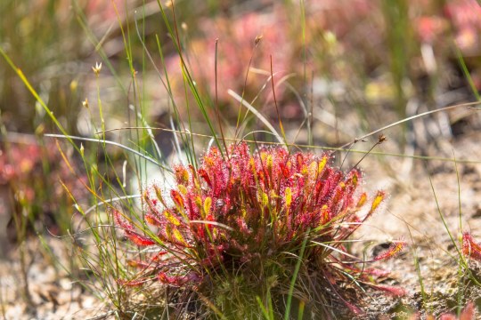 Langblättriger Sonnentau | © Ralph Sturm