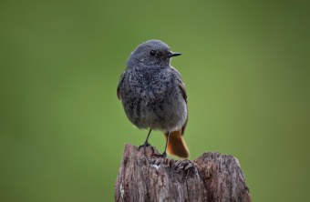 Hausrotschwanz | © Tunka Zdenek