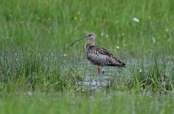 Brachvogel Ludwig im Naturschutzgebiet Regentalaue im Mai 2024 | © Peter Zach