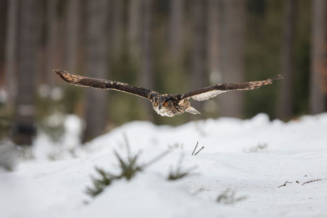 Uhu fliegt über Schneelandschaft | © Marcus Bosch