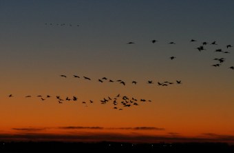 Vogelzug | © Zdenek Tunka