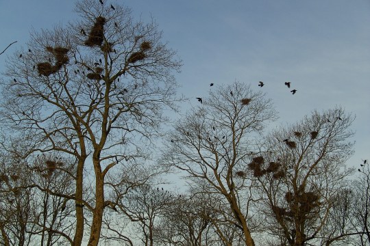 Saatkrähenkolonie | ©Hans-Joachim Fünfstück