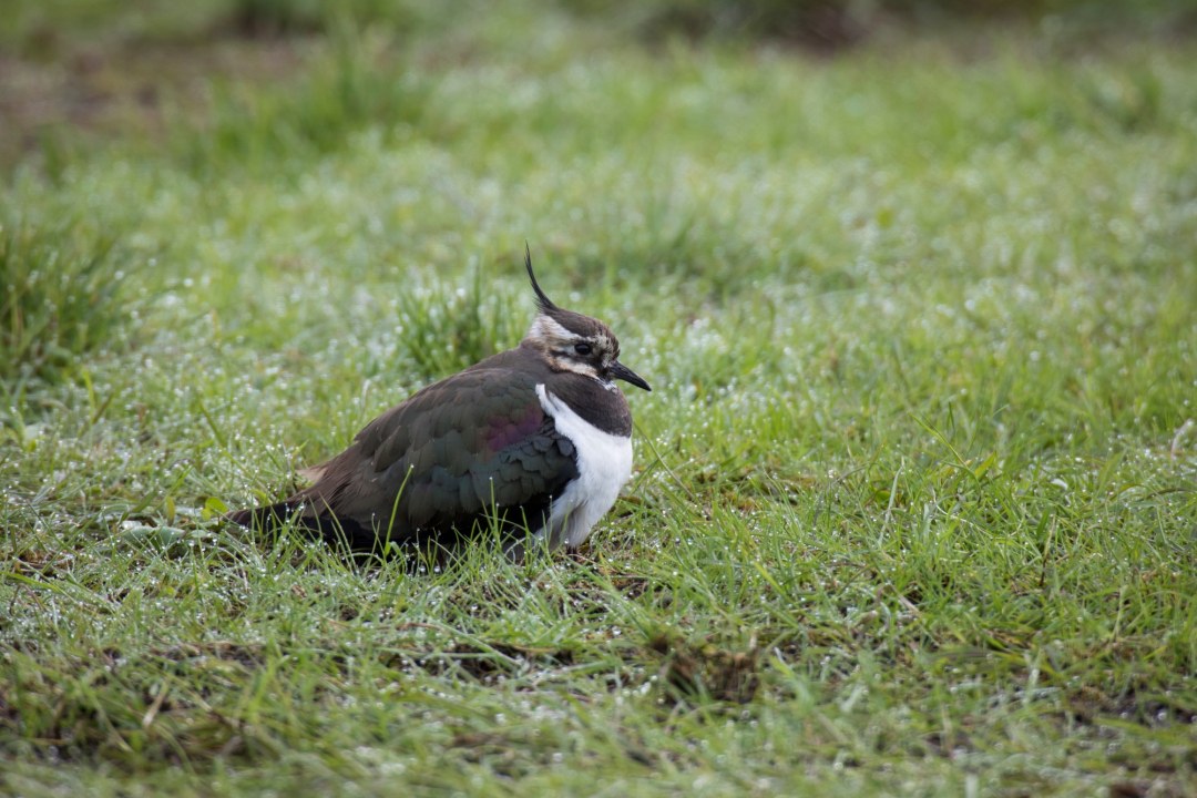 Kiebitz | ©Marcus Bosch