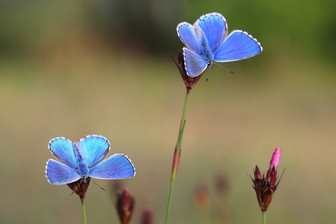 Himmelblauer Bläuling | © Stefan Masur