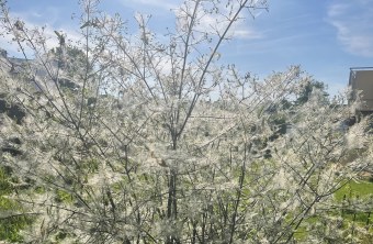 Strauch mit Gespinst | © Anne Busch