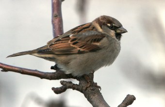 Haussperling auf Ast | © Zdenek Tunka