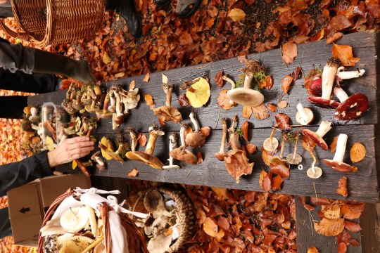 Auf einem Holztisch liegen verschiedene Pilze ausgebreitet, während Teilnehmer einer LBV-Exkursion sie begutachten | © Simon Köppl