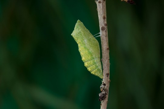 Puppe des Schwalbenschwanzes an einem Ast | © Marcus Bosch