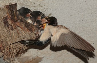 Fünf Rauchschwalben-Jungvögel im Nest werden von Altvogel gefüttert | © Andreas Hartl
