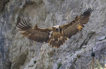 Recka breitet ihre Schwingen zur Landung aus | © Markus Leitner