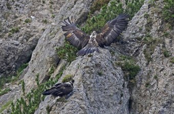 Recka ist mit ausgebreiteten Schwingen gelandet, darunter sitzt Dagmar auf einem Felsvorsprung | © Markus Leitner
