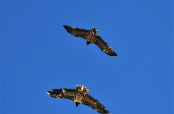 Recka und Wildbrut im Juni 2024 | © Ingemar Wibmer