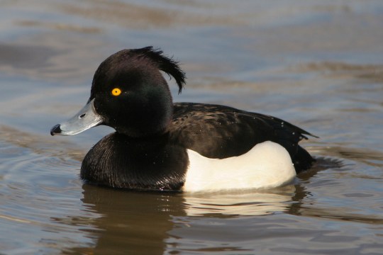 Reiherente schwimmt im Wasser | © Zdenek Tunka