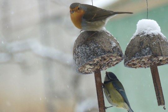 Rotkehlchen und Blaumeise fressen an einer Kokosnuss, die mit Fettfutter und Körnern gefüllt ist | © Maria Bauer