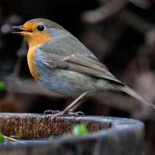 Rotkehlchen | © Daniel Stellwagen