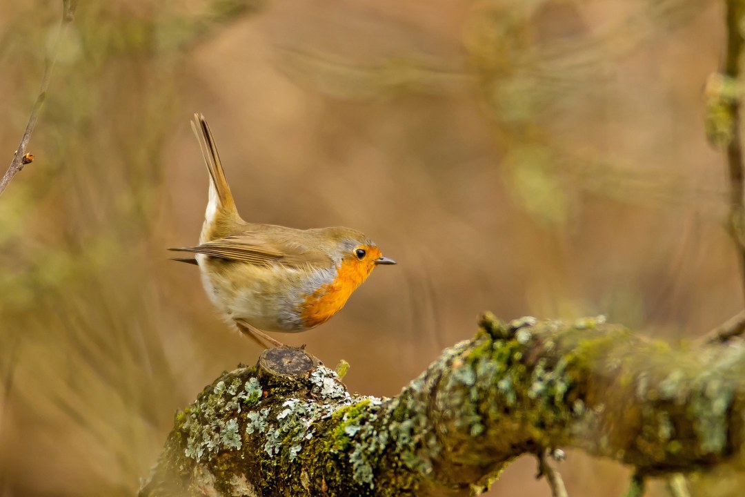 Rotkehlchen mit aufgerecktem Schwanz | © Manfred Nachtmann